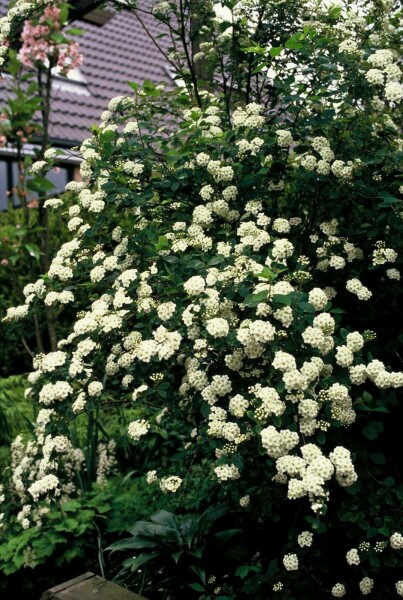 Pracht-Spiere Spiraea vanhouttei Strauch 40-60 Topf 10 ltr. (C10) Spiraea vanhouttei Strauch 40-60 cm