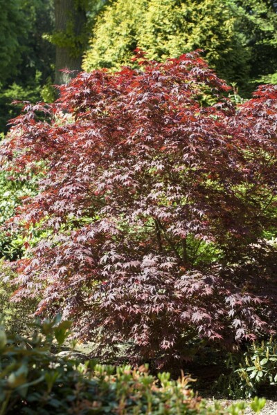 Japanischer ahorn Acer palmatum 'Bloodgood' strauch 80-100 C7,5 Acer palmatum 'Bloodgood' Strauch 80-100 cm