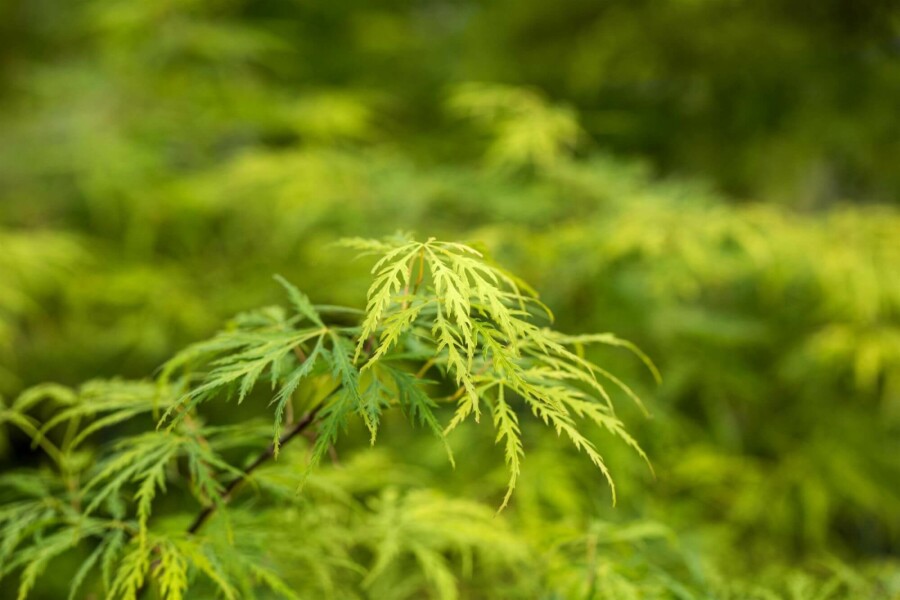 Japanischer ahorn Acer palmatum 'Dissectum' strauch 40-50 C5 Acer palmatum 'Dissectum' Strauch 40-50 cm