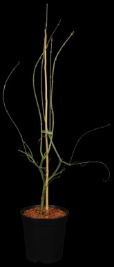 Japanischer ahorn Acer palmatum 'Emerald Lace' strauch 50-60 C5 Acer palmatum 'Emerald Lace' Strauch 50-60 cm