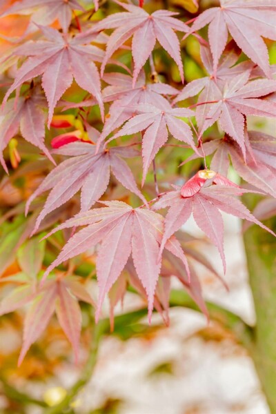 Japanischer ahorn Acer palmatum 'Fireglow' strauch 30-40 C3 Acer palmatum 'Fireglow' Strauch 30-40 cm