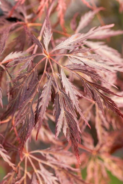 Japanischer ahorn Acer palmatum 'Inabe-shidare' strauch 40-60 C5 Acer palmatum 'Inabe-shidare' Strauch 40-60 cm