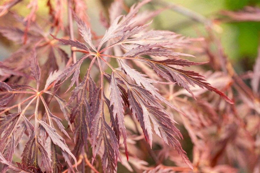 Japanischer ahorn Acer palmatum 'Inabe-shidare' strauch 40-60 C5 Acer palmatum 'Inabe-shidare' Strauch 40-60 cm