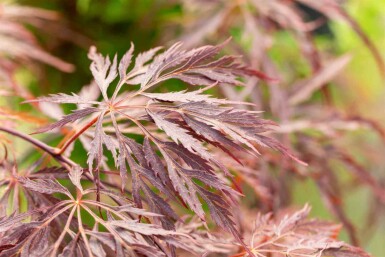 Japanischer ahorn Acer palmatum 'Inabe-shidare' strauch 40-60 C5 Acer palmatum 'Inabe-shidare' Strauch 40-60 cm