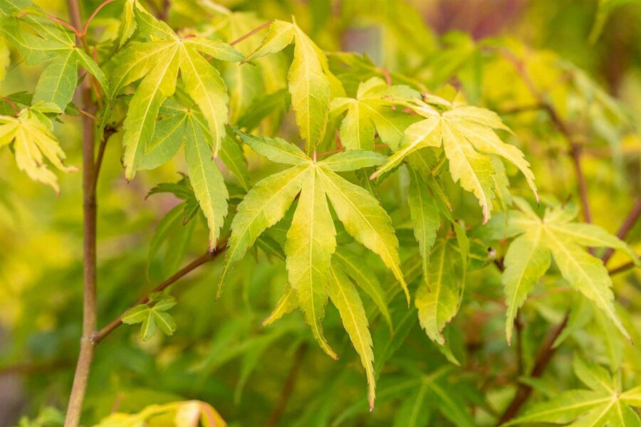Japanischer ahorn Acer palmatum 'Katsura' strauch 80-100 C7,5 Acer palmatum 'Katsura' Strauch 80-100 cm