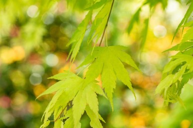 Japanischer ahorn Acer palmatum 'Orange Dream' strauch 30-40 C3 Acer palmatum 'Orange Dream' Strauch 30-40 cm
