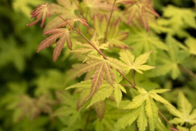 Japanischer ahorn Acer palmatum 'Orange Dream' strauch 30-40 C3 Acer palmatum 'Orange Dream' Strauch 30-40 cm