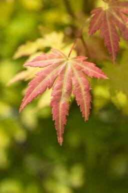 Japanischer ahorn Acer palmatum 'Orange Dream' strauch 30-40 C3 Acer palmatum 'Orange Dream' Strauch 30-40 cm