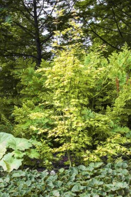 Japanischer ahorn Acer palmatum 'Orange Dream' strauch 30-40 C3 Acer palmatum 'Orange Dream' Strauch 30-40 cm