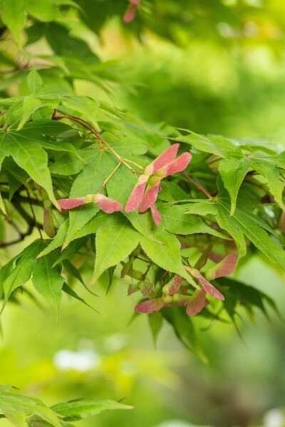 Japanischer ahorn Acer palmatum 'Osakazuki' strauch 40-60 C4 Acer palmatum 'Osakazuki' Strauch 40-60 cm