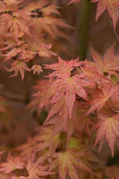 Japanischer ahorn Acer palmatum 'Phoenix' strauch 30-40 C3 Acer palmatum 'Phoenix' Strauch 30-40 cm
