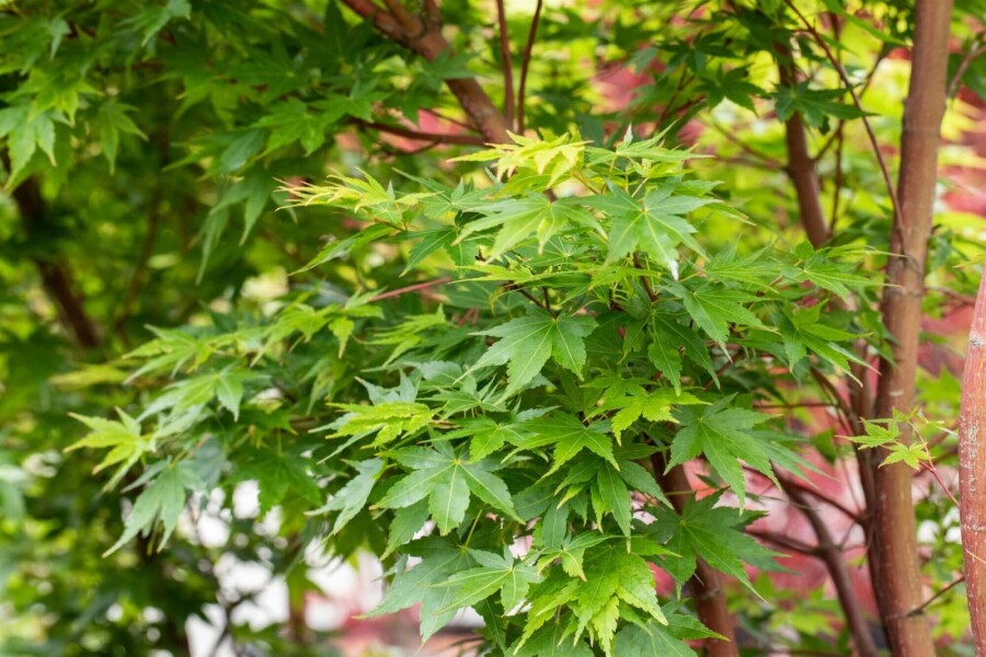 Japanischer ahorn Acer palmatum 'Sangokaku' strauch 60-80 C5 Acer palmatum 'Sangokaku' Strauch 60-80 cm