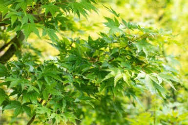 Japanischer ahorn Acer palmatum 'Sangokaku' strauch 60-80 C5 Acer palmatum 'Sangokaku' Strauch 60-80 cm