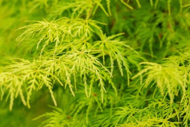 Japanischer ahorn Acer palmatum 'Seiryu' strauch 80-100 C7,5 Acer palmatum 'Seiryu' Strauch 80-100 cm