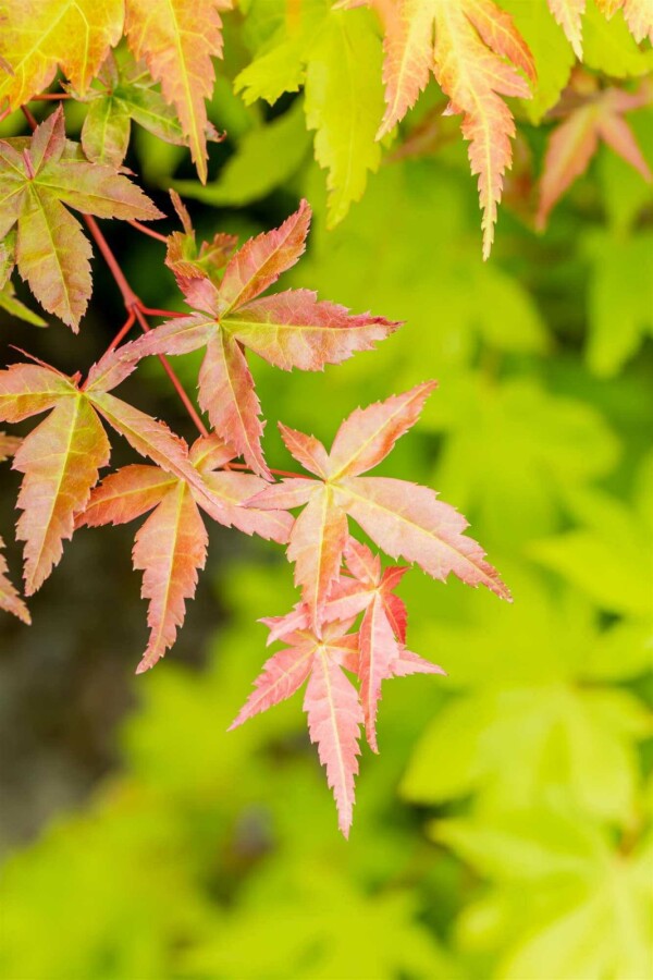 Japanischer ahorn Acer palmatum 'Summer Gold' strauch 40-50 C3 Acer palmatum 'Summer Gold' Strauch 40-50 cm