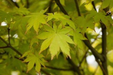 Japanischer ahorn Acer palmatum 'Summer Gold' strauch 40-50 C3 Acer palmatum 'Summer Gold' Strauch 40-50 cm