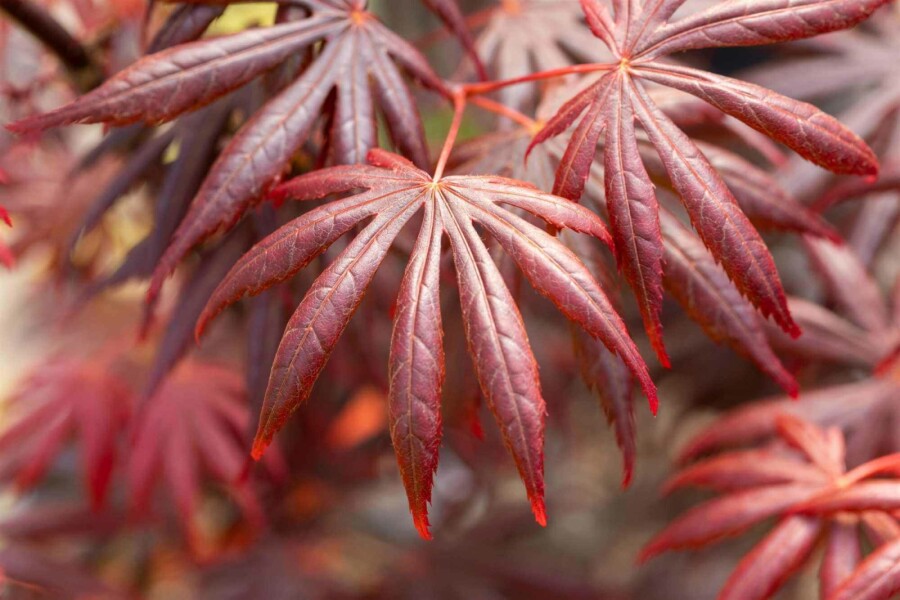 Japanischer ahorn Acer palmatum 'Trompenburg' strauch 30-40 C3 Acer palmatum 'Trompenburg' Strauch 30-40 cm