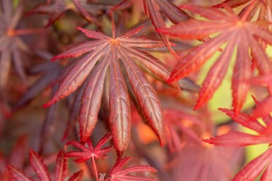 Japanischer ahorn Acer palmatum 'Trompenburg' strauch 60-70 C10 Acer palmatum 'Trompenburg' Strauch 60-70 cm