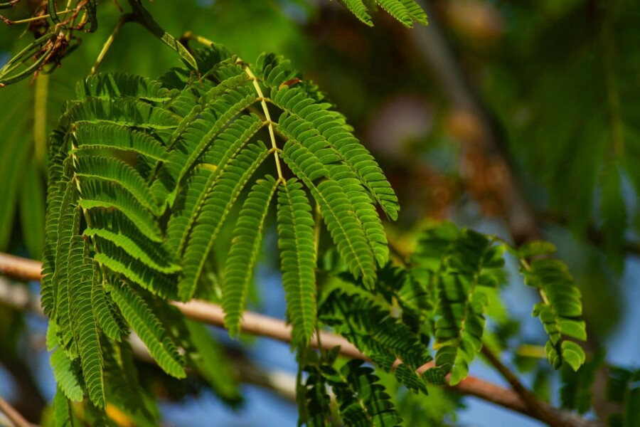 Seidenbaum Albizia julibrissin 'Ombrella' strauch 50-60 C5 Albizia julibrissin 'Ombrella' Strauch 50-60 cm