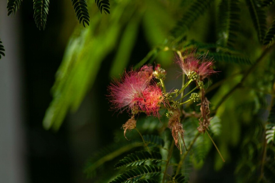 Seidenbaum Albizia julibrissin 'Ombrella' strauch 50-60 C5 Albizia julibrissin 'Ombrella' Strauch 50-60 cm