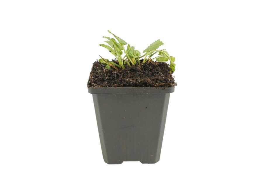 Zottiger Ziest Stachys monieri 'Hummelo' 5-10 Topf 9x9 cm (P9) Stachys monieri 'Hummelo'