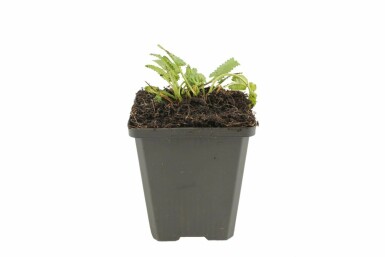 Zottiger Ziest Stachys monieri 'Hummelo' 5-10 Topf 9x9 cm (P9) Stachys monieri 'Hummelo'