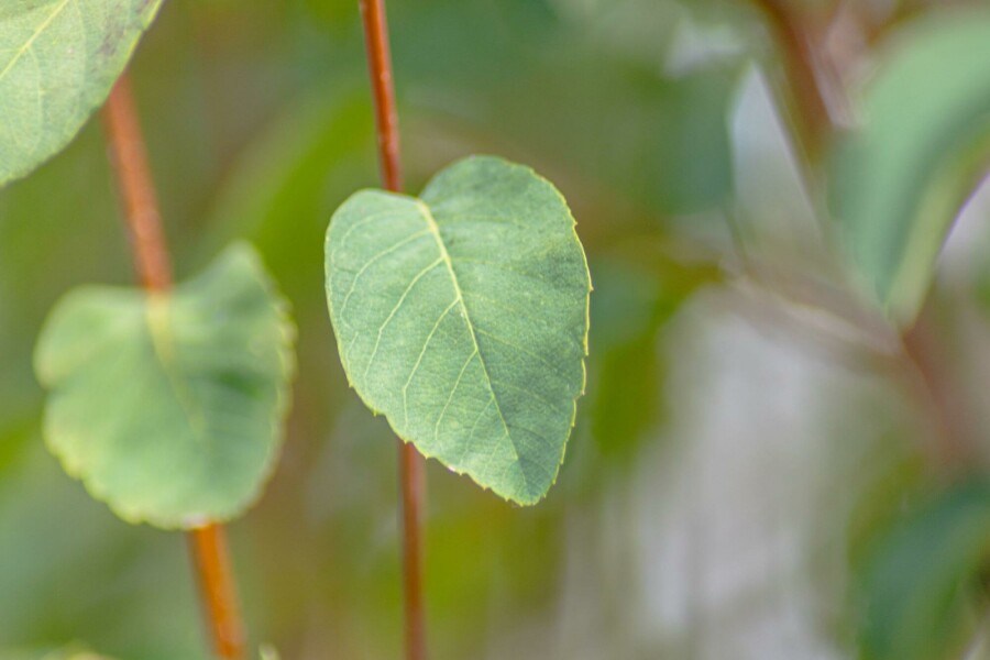 Felsenbirne Amelanchier alnifolia 'Obelisk' strauch 60-80 C3 Amelanchier alnifolia 'Obelisk' Strauch 60-80 cm