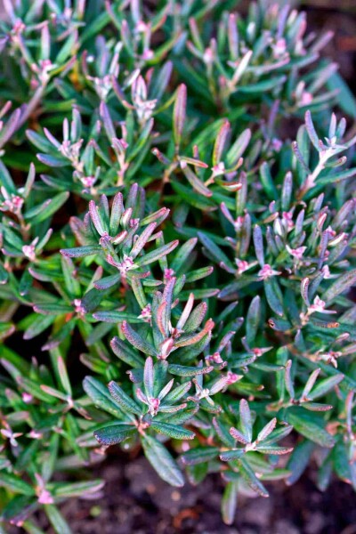 Lavendelheide Andromeda polifolia 'Blue Ice' strauch 25-30 C5 Andromeda polifolia 'Blue Ice' Strauch 25-30 cm