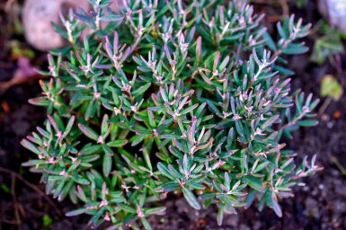 Lavendelheide Andromeda polifolia 'Blue Ice' strauch 25-30 C5 Andromeda polifolia 'Blue Ice' Strauch 25-30 cm