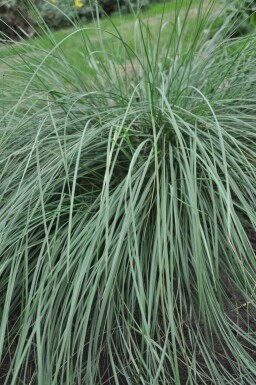 Riesen-Federgras Stipa gigantea 5-10 Topf 9x9 cm (P9) Stipa gigantea