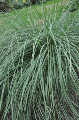 Riesen-Federgras Stipa gigantea 5-10 Topf 9x9 cm (P9)