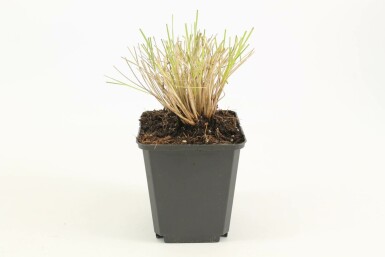 Riesen-Federgras Stipa gigantea 5-10 Topf 9x9 cm (P9) Stipa gigantea