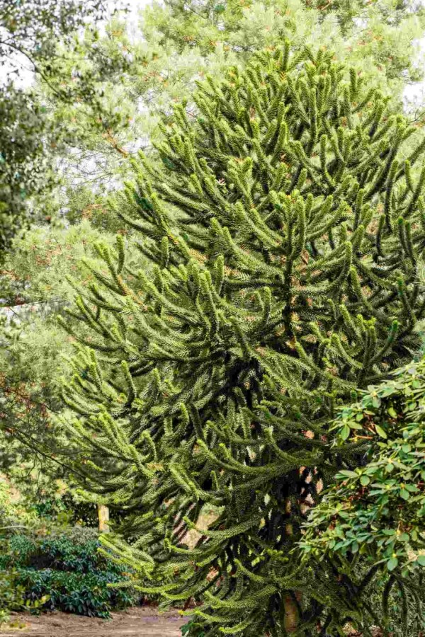 Andentanne Araucaria araucana strauch 20-25 C3 Araucaria araucana Strauch 20-25 cm