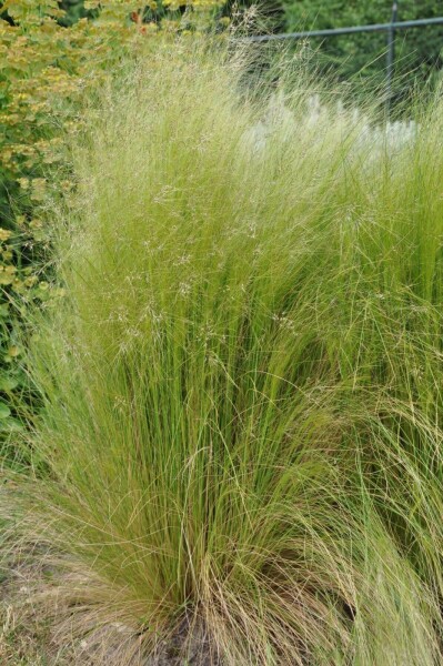 Federgras Stipa tenuissima 5-10 Topf 9x9 cm (P9) Stipa tenuissima