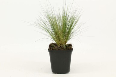 Federgras Stipa tenuissima 5-10 Topf 9x9 cm (P9) Stipa tenuissima
