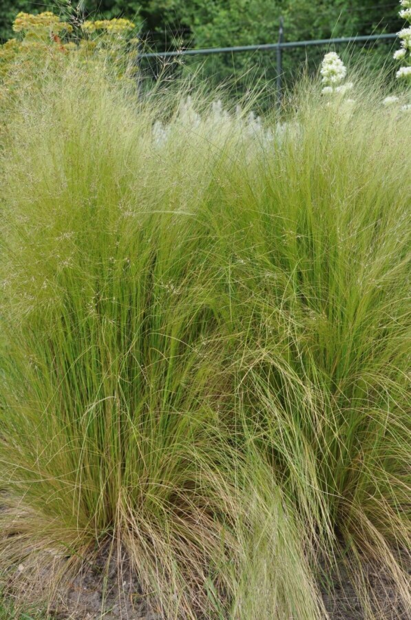 Federgras Stipa tenuissima 5-10 Topf 9x9 cm (P9) Stipa tenuissima