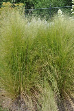 Federgras Stipa tenuissima 5-10 Topf 9x9 cm (P9) Stipa tenuissima