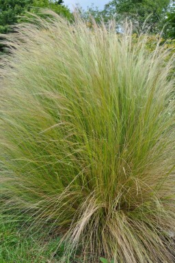 Federgras Stipa tenuissima 5-10 Topf 9x9 cm (P9) Stipa tenuissima