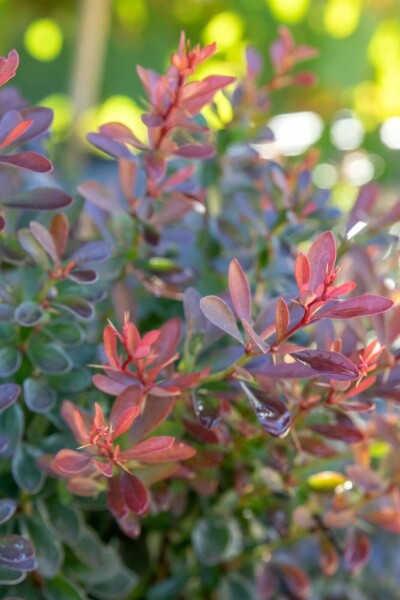 Rote Zwergkugelberberitze 'Bagatelle' Berberis thunbergii 'Bagatelle' strauch 20-30 C2 Berberis thunbergii 'Bagatelle' Strauch 20-30 cm