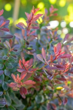 Rote Zwergkugelberberitze 'Bagatelle' Berberis thunbergii 'Bagatelle' strauch 20-30 C2 Berberis thunbergii 'Bagatelle' Strauch 20-30 cm