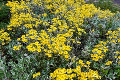 Silberblatt Brachyglottis 'Sunshine' strauch 20-25 C2 Brachyglottis 'Sunshine' Strauch 20-25 cm