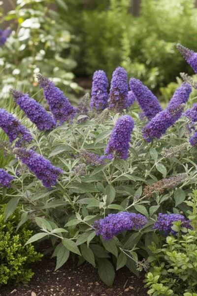 Sommerflieder Buddleja davidii 'Free Petite Blue Heaven' strauch 20-25 C2 Buddleja davidii 'Free Petite Blue Heaven' Strauch 20-25 cm
