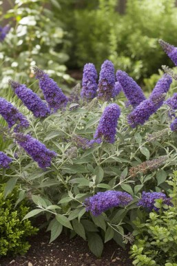 Buddleja davidii 'Free Petite Blue Heaven' Strauch 20-25 cm