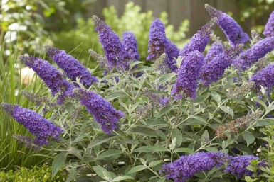 Buddleja davidii 'Free Petite Blue Heaven' Strauch 20-25 cm
