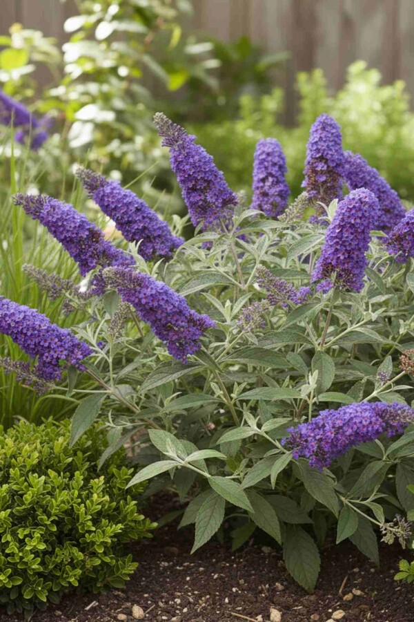Sommerflieder Buddleja davidii 'Free Petite Blue Heaven' strauch 20-25 C2 Buddleja davidii 'Free Petite Blue Heaven' Strauch 20-25 cm