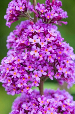Sommerflieder Buddleja davidii 'Ile de France' strauch 30-40 C2 Buddleja davidii 'Ile de France' Strauch 30-40 cm