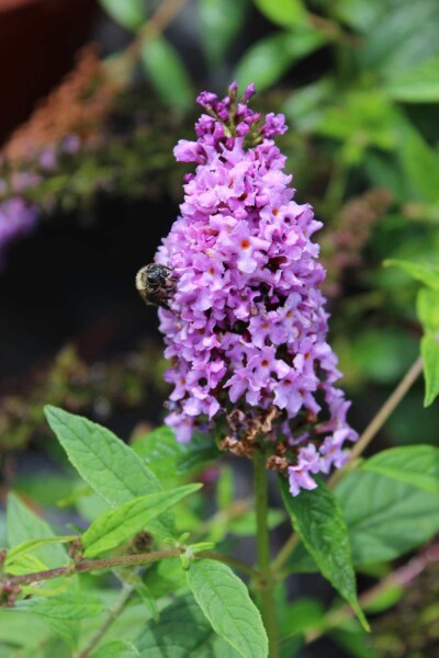 Sommerflieder Buddleja 'Lilac Chip' strauch 50-60 C12 Buddleja 'Lilac Chip' Strauch 50-60 cm