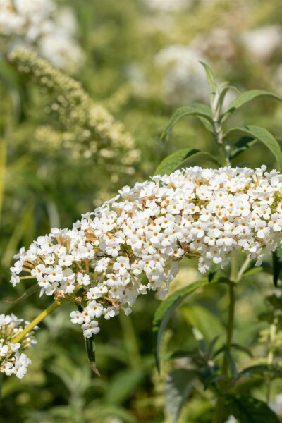 Sommerflieder Buddleja 'White Chip' strauch 50-60 C12 Buddleja 'White Chip' Strauch 50-60 cm