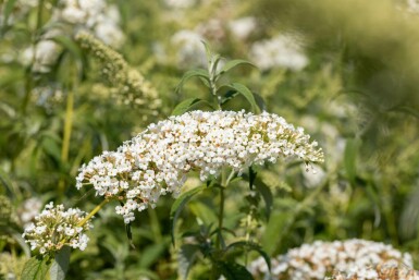 Sommerflieder Buddleja 'White Chip' strauch 50-60 C12 Buddleja 'White Chip' Strauch 50-60 cm