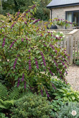 Kein Bild verfügbar